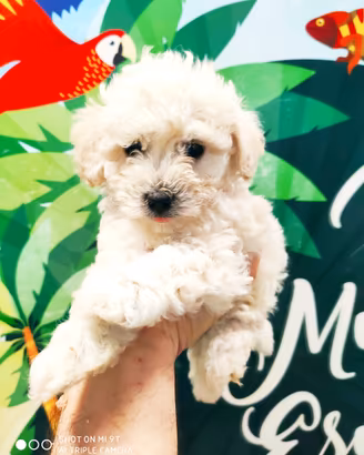 Cucciolo di Maltipoo