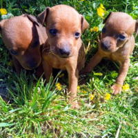 Pincher toy solo maschi