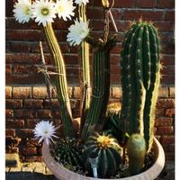 Grande vaso con collezione di cactus – Varie speci
