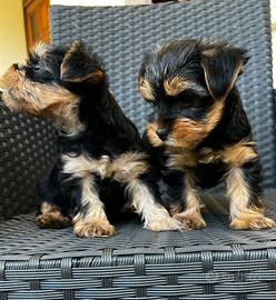 Yorkshire terrier cuccioli