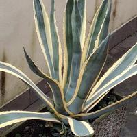 Pianta Agave americana