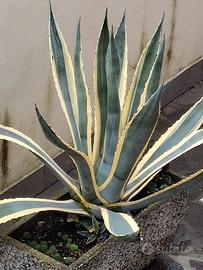 Pianta Agave americana