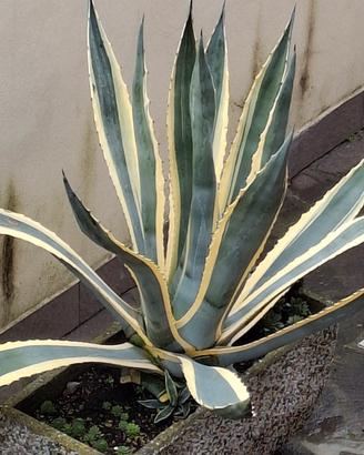 Pianta Agave americana