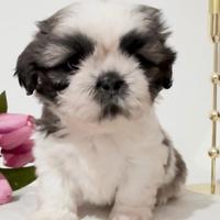 Shih Tzu figli di campioni, pedigree enci