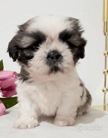Shih Tzu figli di campioni, pedigree enci