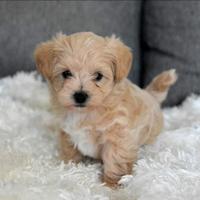 Maltipoo toy