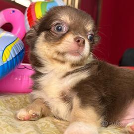 maschietto chihuahua pelo lungo pedigree enci 