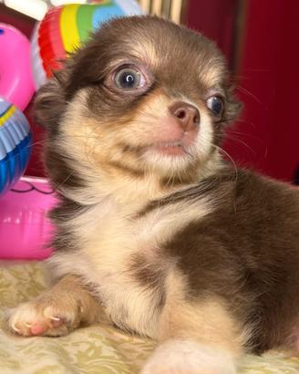 maschietto chihuahua pelo lungo pedigree enci 