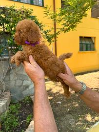Barboncino Toy red