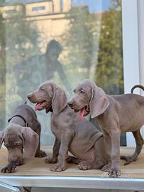 Cuccioli di Weimaraner