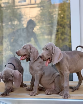 Cuccioli di Weimaraner