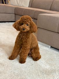 Fidanzatina per Coco