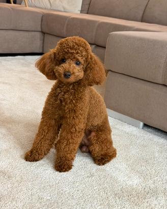 Fidanzatina per Coco