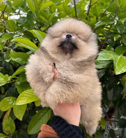 Pomerania con pedigree enci