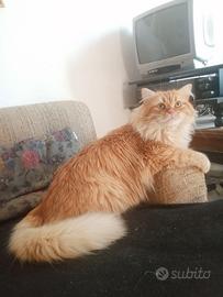 Gatto Siberiano Maschio per Accoppiamento