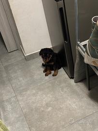 Cucciolo rottweiler
