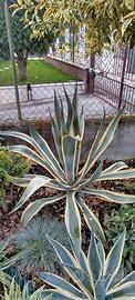 Agave americana altezza 1 metro