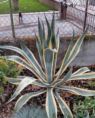 Agave americana altezza 1 metro