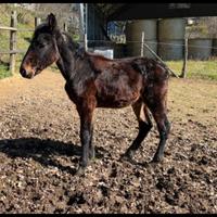 Puledro maremmano con certificato ANAM