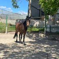 Vendita super pony per salto ostacoli