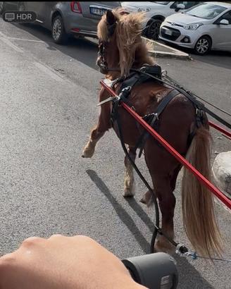 Pony