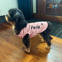 Barboncino Maschio per accoppiamento