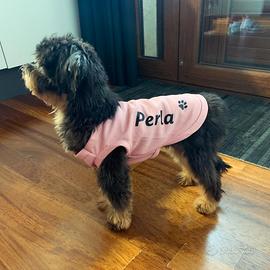 Barboncino Maschio per accoppiamento