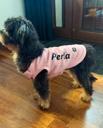 Barboncino Maschio per accoppiamento