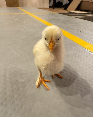 Livornese galline