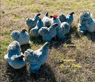 Galline Cocincina