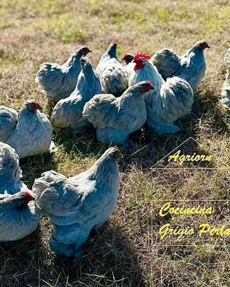 Galline Cocincina
