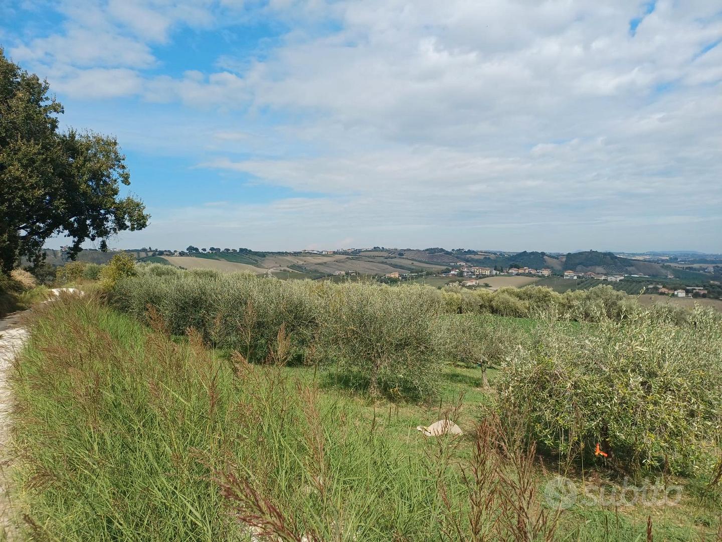 Terreno agricolo con ulivi a Ponzano di Civitella - Altro