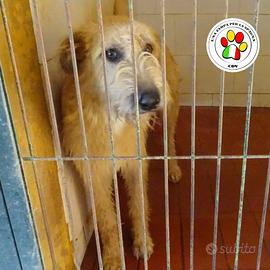 SIRIO io aspetto ancora