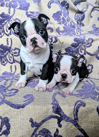Splendidi cuccioli boston terrier, allev enci