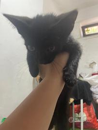 Gatto nero occhi verdi