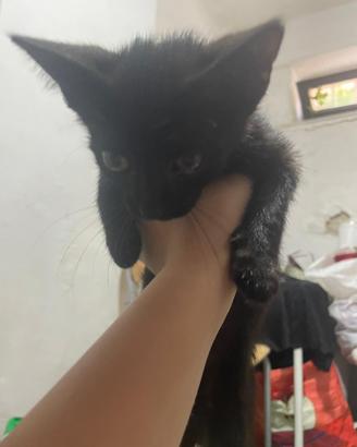 Gatto nero occhi verdi
