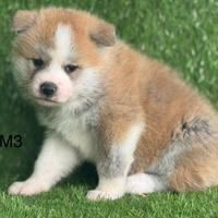 Akita inu con pedigree Enci