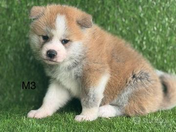 Akita inu con pedigree Enci