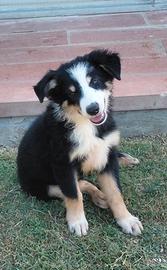 Cuccioli Border Collie