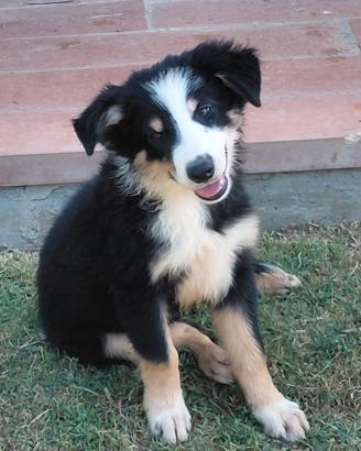 Cuccioli Border Collie