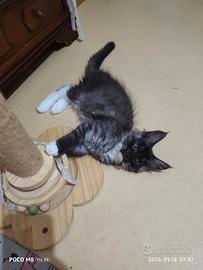 Tenera Maine Coon
