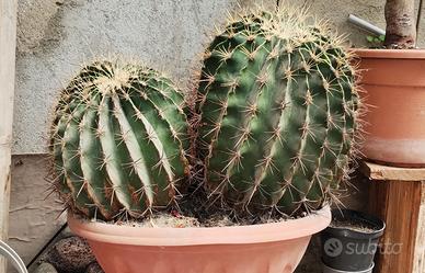 Piante Grasse
