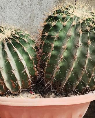 Piante Grasse
