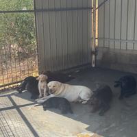 Cuccioloni di Labrador Retriver con Pedigree