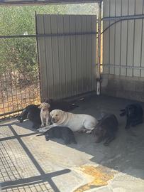 Cuccioloni di Labrador Retriver con Pedigree