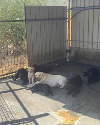 Cuccioloni di Labrador Retriver con Pedigree