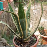 Pianta agave americana variegata
