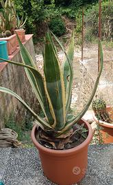 Pianta agave americana variegata