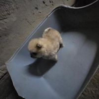 Spitz di Pomerania toy