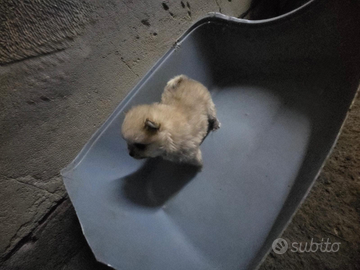 Spitz di Pomerania toy